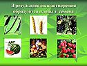 В результате оплодотворения образуются плоды и семена