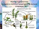 Жизненный цикл мха кукушкина льна как представителя высших споровых
