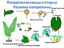 Папоротники хвощи и плауны Развитие папоротника