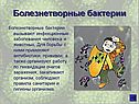 Болезнетворные бактерии