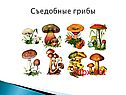 Съедобные грибы