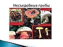 Разнообразие грибов