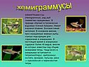 Хемиграммусы