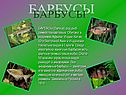 Барбусы