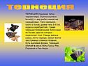 Тернеция
