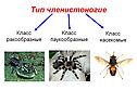 Тип членистоногие