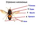 Строение насекомых