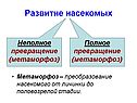 Развитие насекомых