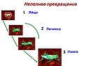 Неполное превращение