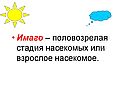 Имаго – половозрелая стадия насекомых или взрослое насекомое