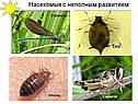Развитие насекомых