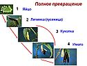 Полное превращение