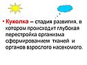 Куколка – стадия развития, в котором происходит глубокая перестройка
