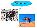 Двукрылые