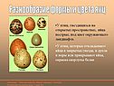 Разнообразие формы и цвета яиц