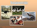 Развитие птиц