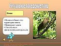 Ритуальное поведение птиц