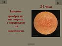 Зародыш