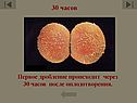 Первое дробление