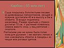 Карбон
