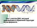 Ген – участок ДНК, несущий информацию о первичной структуре