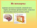 Нервная система
