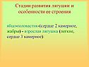 Стадии развития лягушки и особенности ее строения
