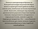Личинки камподеовидной формы по большей части ведут хищнический образ
