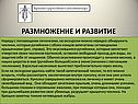 Размножение и развитие