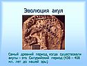 Эволюция акул