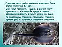 Предками всех рыб и наземных животных были скаты