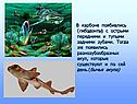 Гибодонты