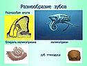 Разнообразие зубов