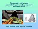 Зубы большой белой акулы