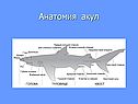 Анатомия акул