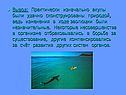 Акулы были удачно сконструированы