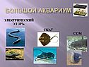Рыба - это животное