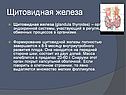 Щитовидная железа