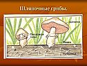 Шляпочные грибы
