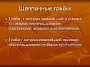 Шляпочные грибы
