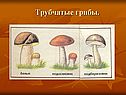 Трубчатые грибы