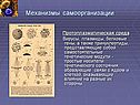 Механизмы самоорганизации