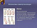 Митоз