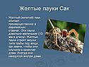 Самые опасные пауки