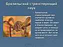 Бразильский странствующий паук