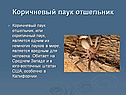 Коричневый паук отшельник