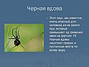 Черная вдова