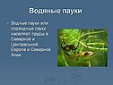 Водяные пауки