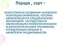 Порода , сорт -