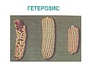 Гетерозис